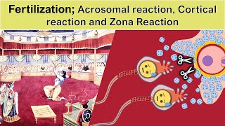 Fertilization part2 Acrosomal reaction Cortical reaction and Zona Reaction [upl. by Neggem]