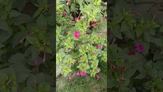 Mirabilis jalapa  4 o clock plant shorts gardening flowers mirabilis gardenerscorner viral [upl. by Itisahc174]