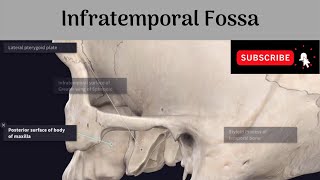 Infratemporal Fossa Anatomy mbbs education bds headandneckanatomy fossa [upl. by Alayne]