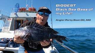 BIGGEST Black Sea Bass of my Life Party Boat Fishing in Ocean City Maryland [upl. by Odo722]