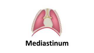 Mediastinum Prof Dr Md Ashfaqur Rahman [upl. by Grady]