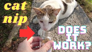 Cats on Catnip Giving random stray cats catnip to see their reaction Does It Really Work [upl. by Lillywhite417]