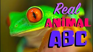 REAL ANIMAL ALPHABET  Phonic Song  Animals ABC [upl. by Aihsekan]