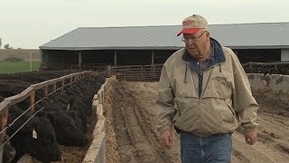 Nichols Farms Producing Better Beef [upl. by Shiff]