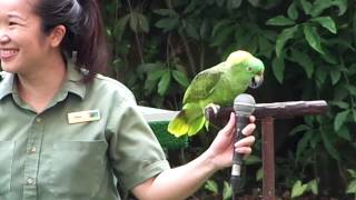 High Flyers Show At Jurong Bird Park Singapore [upl. by Reagen]