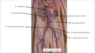 Aorta abdominalisin dallarıKarın arka duvarı damarları anatomisi işaretli [upl. by Kimura]