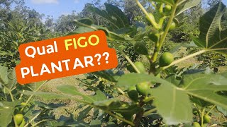 Qual FIGO Plantar [upl. by Pitchford]