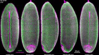 IsoView Twocolor imaging of Drosophila gastrulation [upl. by Ennyl]