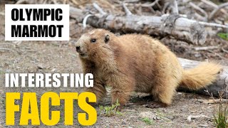 Exploring the Fascinating World of Olympic Marmot  Interesting Facts  The Beast World [upl. by Kit]