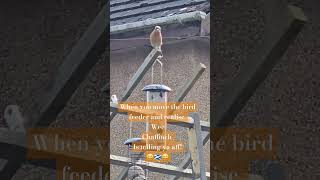 Getting a telling off from the local Chaffinch after relocating my Bird feeder 😂 birds nature [upl. by Etteroma]