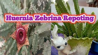 Stapelia RepotingHuernia ZebrinaSoil MixtureCare Tips स्टेपलिया के लिए कैसी मिट्टी तैयार करें [upl. by Htbazile991]