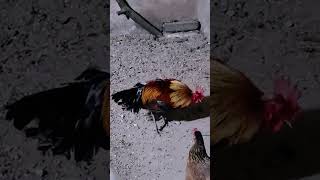 Couple Chicken roostercollection ayam roosterandhen asilchicken [upl. by Naitsirhc]