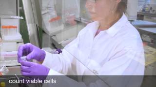 Cell Migration Assay with xCELLigence DP a handson video [upl. by Ahsitan239]