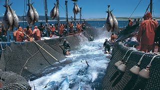 A Way For Fishermen Net Fishing Tuna  Giant Bluefin Tuna Catch Hundred Tons Tuna Fish On the sea 2 [upl. by Halet]