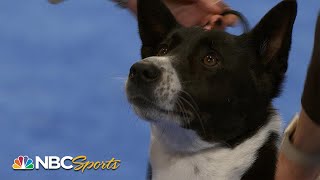 National Dog Show 2023 Herding Group Full Judging  NBC Sports [upl. by Yrrehc993]