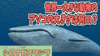 ひとくち動物図鑑55 シロナガスクジラ～いろんなものと比べてみよう～ VOICEROID解説 [upl. by Joappa534]