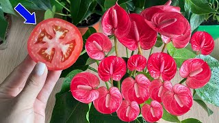 Just a slice of tomato Anthurium flowers bloom all four seasons  Natural Fertilizer [upl. by Ilojne]