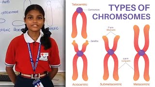 What is Chromosomes   Student Explain Genetics Basics of Chromosome [upl. by Anicul]