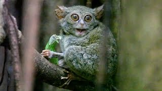 TARSIUS TARSIER eating grasshopper in Tangkoko Nature Reserve  North Sulawesi Indonesia [upl. by Trula]