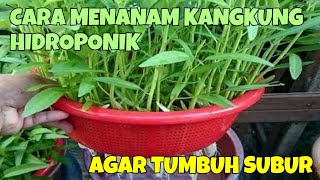 CARA MENANAM KANGKUNG HIDROPONIK DI RUMAH UNTUK PEMULA MUDAH DAN MURAH [upl. by Calbert962]