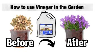 How to Use Vinegar in Your Garden  3 Ways [upl. by Eidualc]