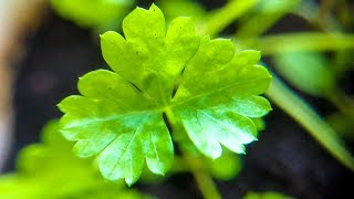 How to Grow Cilantro Indoors from Seed  Dhania Coriander [upl. by Newby]