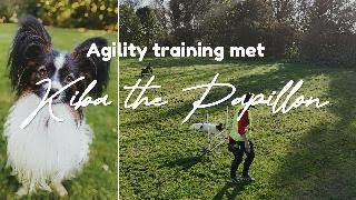 Dog Agility training with a papillon Mini4Pro footage [upl. by Leummas]