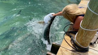 Feeding Tarpon at Robbie’s Marina of Islamorada Florida [upl. by Hsirt641]