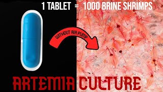 Easy Artemia culture  1000 Brine shrimp Hatch tamil [upl. by Dorothy]