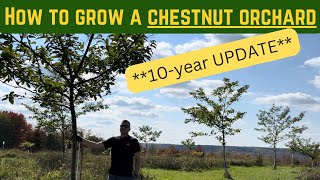 UPDATED How to Grow a Chestnut Orchard  10years of Experience [upl. by Ahsilak]