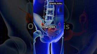 Process Of Oogenesis oogenesis reproduction [upl. by Vogele]