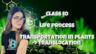 CLASS 10  LIFE PROCESS  TRANSPORTATION IN PLANTS TRANSLOCATION [upl. by Llevaj640]