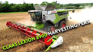 4Kᵁᴴᴰ Harvest 2024 Claas Lexion 8900 harvesting peas near Halesworth on a very windy amp overcast day [upl. by Nylcsoj]