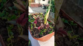 Beautiful😍plants🌿 amp planter🌿reuse of waste material for plant🌿☘️🪴🪴🪴 [upl. by Harias]