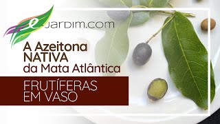 A Azeitona NATIVA da Mata Atlântica  Frutíferas em Vasos [upl. by Haya]