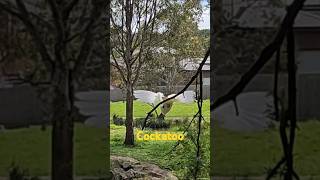 Highlights Melbourne PARK LIFE Walking Tour Australia 4K  Wetland Birds Cockatoo MelbourneWalkingTours [upl. by Buffum]