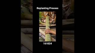 Replanting Process novibambooshare [upl. by Regni]