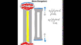 Epiphyseal Bone Growth [upl. by Portwine]