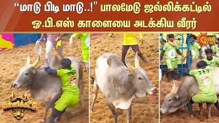 Palamedu Jallikattu  மாடு பிடி மாடு” பாலமேடு ஜல்லிக்கட்டில் ஓபிஎஸ் காளையை அடக்கிய வீரர் [upl. by Ttezzil821]