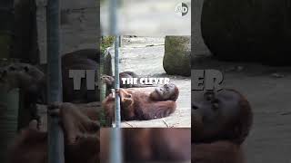 Orangutans Learn to Play like Otters The Unlikely Friendship [upl. by Eenttirb]