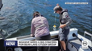 As Eurasian milfoil invades Bear Lake states and activists fight back [upl. by Gennaro]