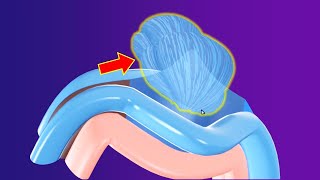 3D Cerebellum Embryology part 1 Gross  Rhombencephalon part 4  Neuroembryology part 7 [upl. by Hepza]