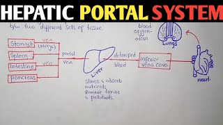 Hepatic Portal System  Human Anatomy [upl. by Frangos355]