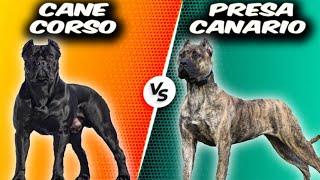 Cane Corso VS Presa Canario  Comparison [upl. by Emya]