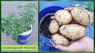 EXPERIMENT Growing Hydroponic POTATOES In Double Bucket Kratky Method [upl. by Thornburg]