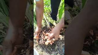 4 kg of turmeric per 1 plant  This turmeric is a biennial crop  turmeric [upl. by Eladroc]