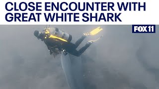 Scuba divers have onceinalifetime encounter with great white shark near Catalina [upl. by Odnalor]