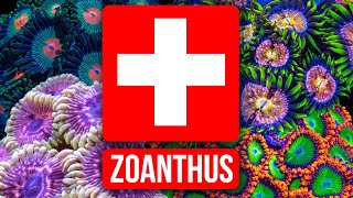 The Zoanthus Troubleshooting Guide [upl. by Finkelstein576]