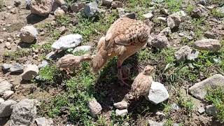 Male partridge female partridge and their chicks [upl. by Yeblehs560]