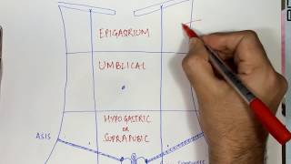 9 Regions of Abdomen made simple [upl. by Mines101]